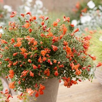 Punica - granatum - Uniqa - 