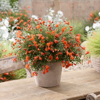 Punica - granatum - Uniqa - 