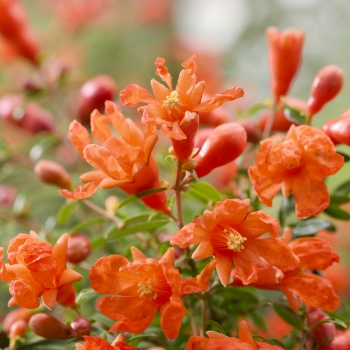 Punica - granatum - Uniqa - 