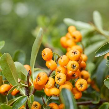 Pyracantha - coccinea - Sunny Star - COV