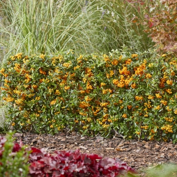 Pyracantha - coccinea - Sunny Star - COV