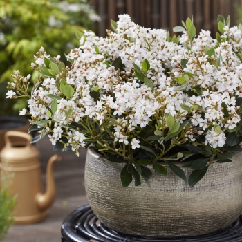 Rhaphiolepis - indica - White Cloud - COV