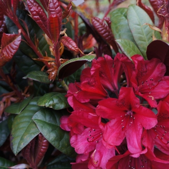 Rhododendron - japonica - Wondered - 2008-D7