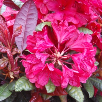 Rhododendron - japonica - Wondered - 2008-D7