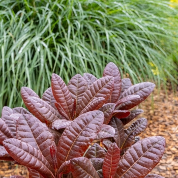 Rhododendron - hybride - Wonderred - 2008-D7