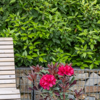 Rhododendron - hybride - Wonderred - 2008-D7