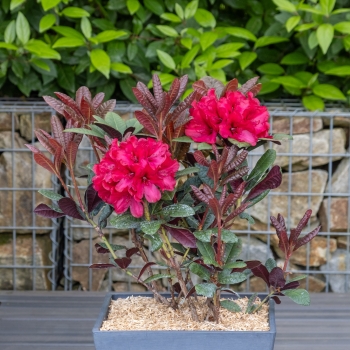 Rhododendron - hybride - Wonderred - 2008-D7