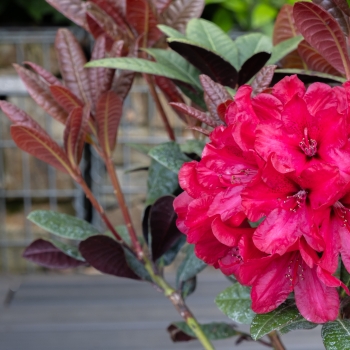 Rhododendron - hybride - Wonderred - 2008-D7