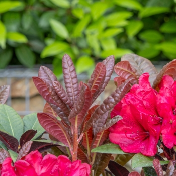 Rhododendron - hybride - Wonderred - 2008-D7
