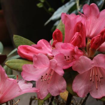 Rhododendron - hybride - Wine and Roses - cov