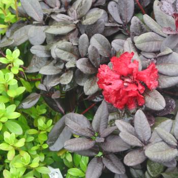 Rhododendron - hybride - Ever Red - 851C