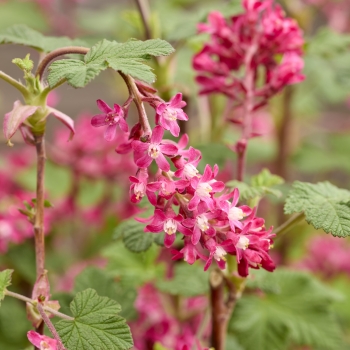 Ribes - sanguineum - Amore - Annys2003