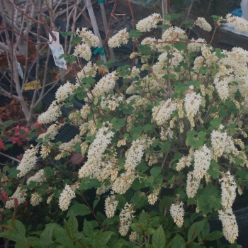 Ribes - sanguineum - Oregon Snowflake - COV