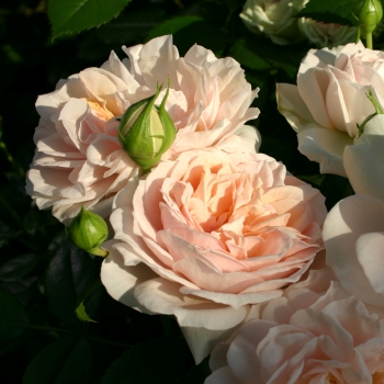 Rosa - hybride - Garden of Roses® - korfloci01