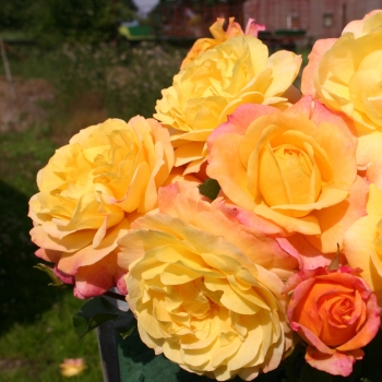 Rosa - hybride - Rose der Hoffnung® - KORamflusa