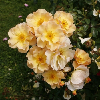 Rosa - hybride - Amber Sun® - korsoalgu