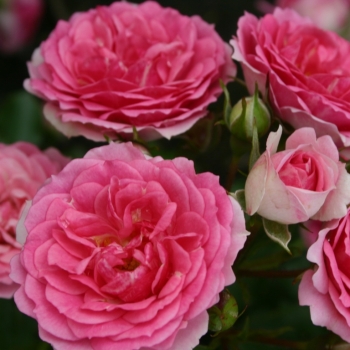 Rosa - hybride - Amica® - KORnerucas