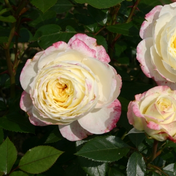 Rosa - hybride - Athena® - korcripoco