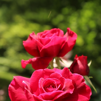 Rosa - hybride - Bellevue® - KORvuebell
