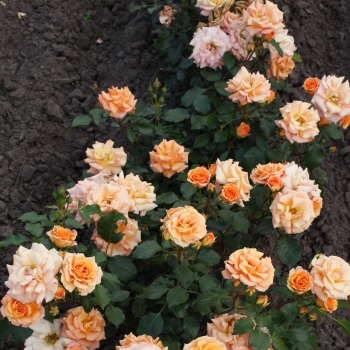 Rosa - hybride - Bentheimer Gold® - korbentgol