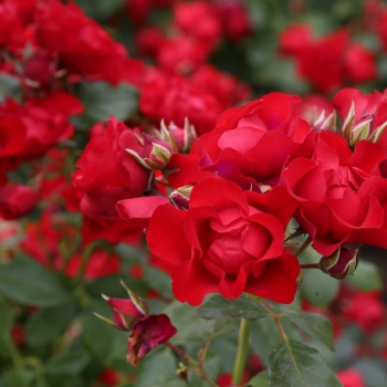 Rosa - hybride - Black Forest Rose® - Korschwill