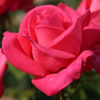 Rosa - hybride - Cherry Lady® - Korladcher