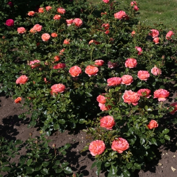 Rosa - hybride - Coral Lions Rose - KORzwanlio