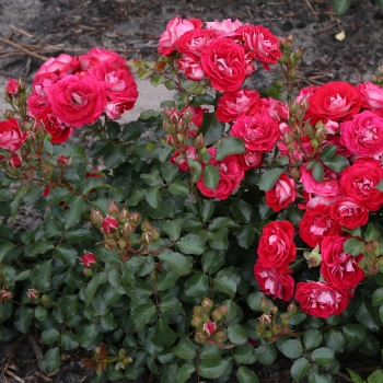 Rosa - hybride - Corazon® - korcolipas