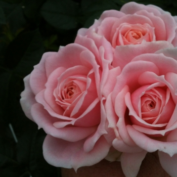 Rosa - hybride - Cremosa ® - KORploban