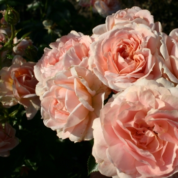 Rosa - hybride - Cremosa ® - KORploban