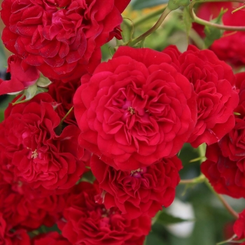 Rosa - hybride - Crimsons  - KORsilu06