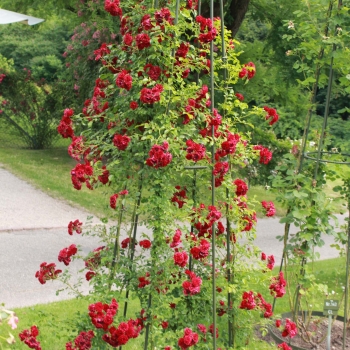 Rosa - hybride - Crimsons  - KORsilu06