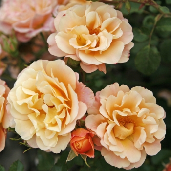 Rosa - hybride - Cubana®  - korpatetof