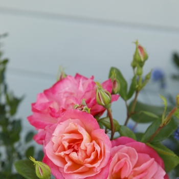 Rosa - hybride - Enjoy® - KORfruisala