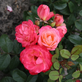 Rosa - hybride - Enjoy® - KORfruisala
