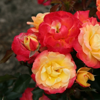 Rosa - hybride - Firebird® - KORtragoso