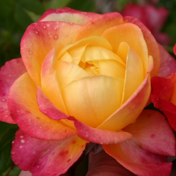 Rosa - hybride - Flaming Star ® - KORtaltal