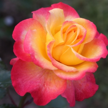 Rosa - hybride - Flaming Star ® - KORtaltal