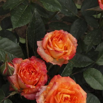 Rosa - hybride - Feurio® - KORaplicam