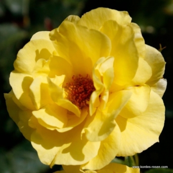 Rosa - hybride - Friesia - korresia