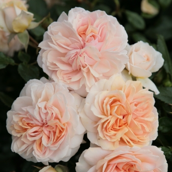 Rosa - hybride - Garden of Roses® - korfloci01