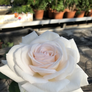 Rosa - hybride - Comtesse Elke - KORelzura