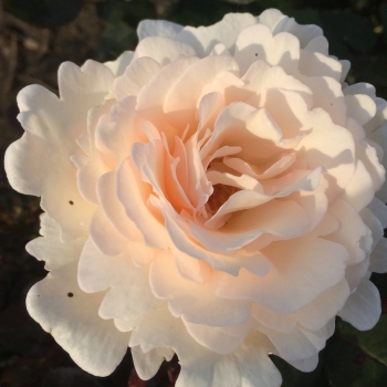 Rosa - hybride - Comtesse Elke - KORelzura