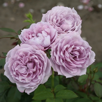 Rosa - hybride - Novalis® - Korfriedhar