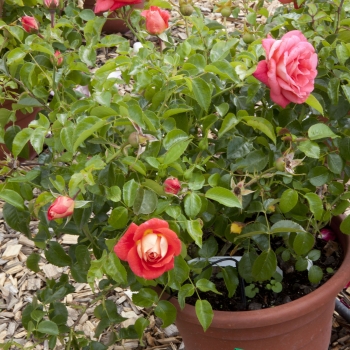 Rosa - hybride - Sommersonne® - Korfocgri