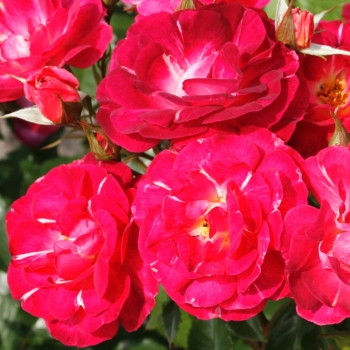 Rosa - hybride - Ile de Fleurs - KORmoliblu
