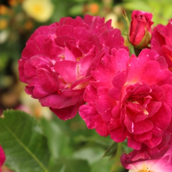 Rosa - hybride - Ile de Fleurs - KORmoliblu