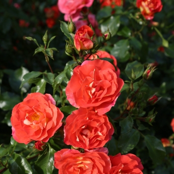 Rosa - hybride - Joli Tambour® - Korassenet