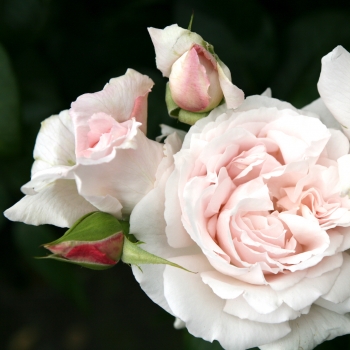 Rosa - hybride - Constance Mozart® / La Belle Ferronnière - Kormaccap