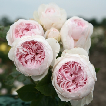 Rosa - hybride - La Belle Rouet - Korgeowin